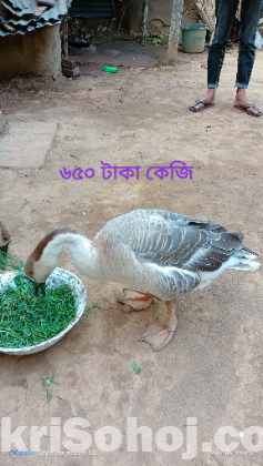 রাজাহাস